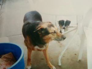 Bismark the German shepherd dog with Rex the dalmatian puppy trailing behind him