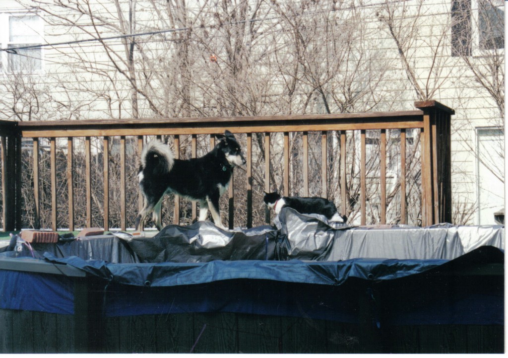 Buck and Sheba