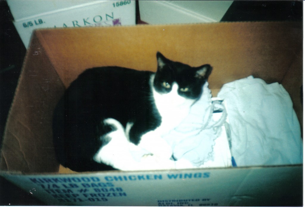 Sheba Box