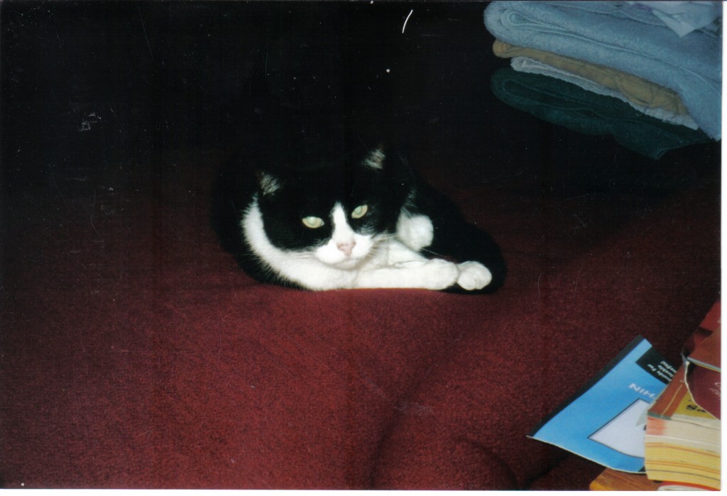 Sheba Chaise