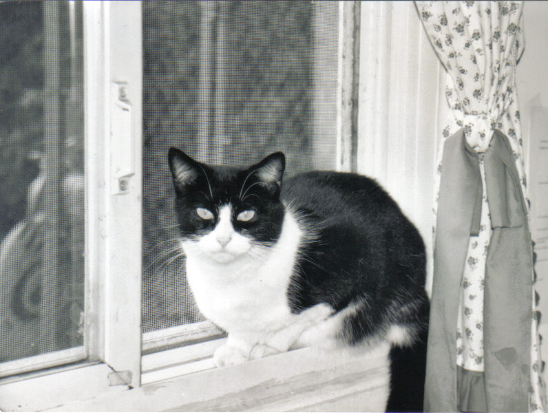 Gratuitous cat photo