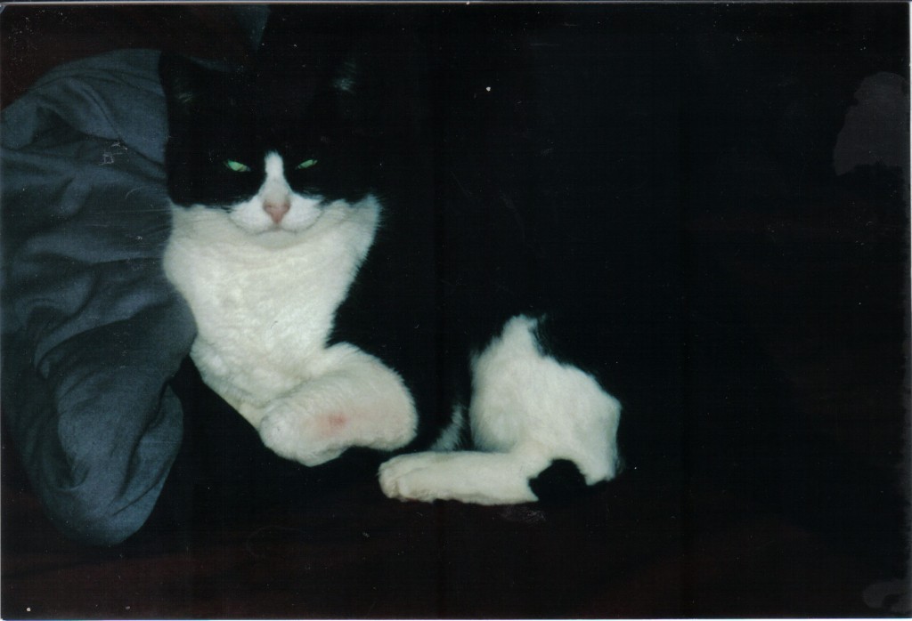 Sheba2