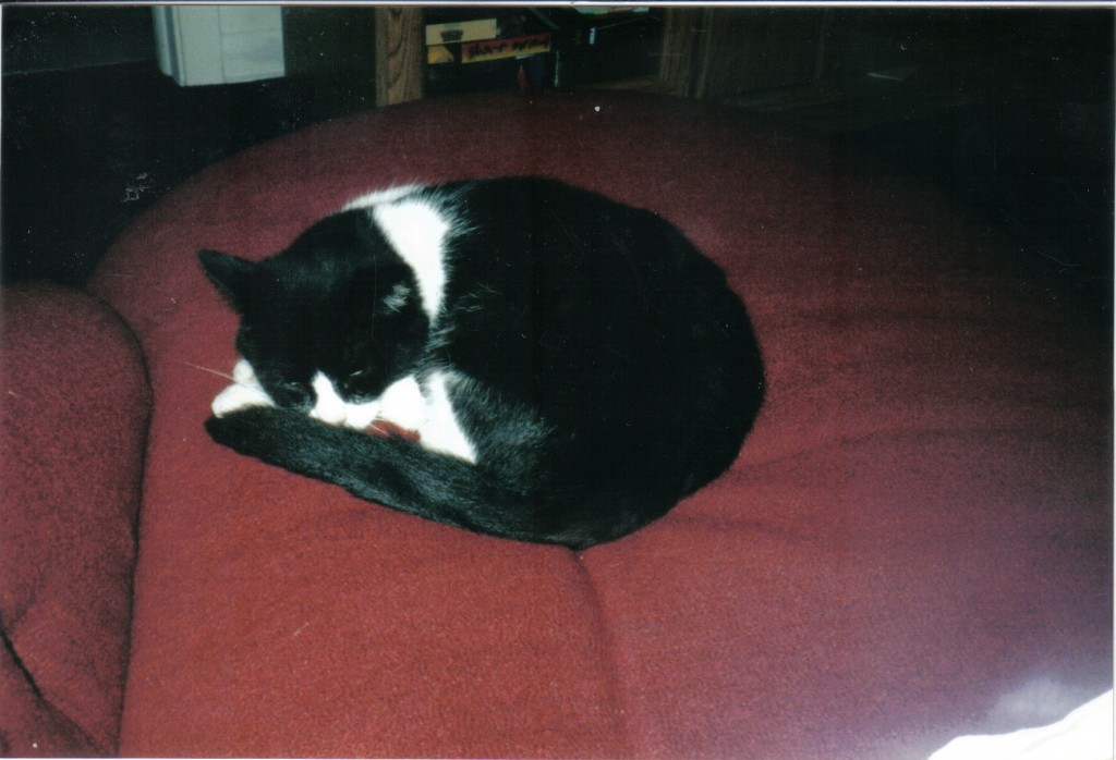 Sheba3