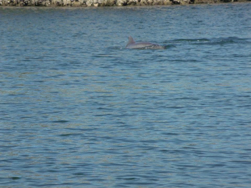 Dolphin in the Canal
