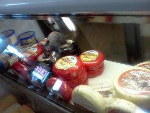 Cheese Behind the Counter