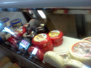Cheese Cheese Behind the Counter