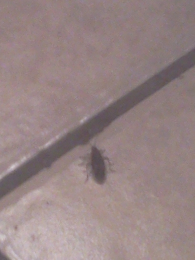 Death Bug in the Kitchen