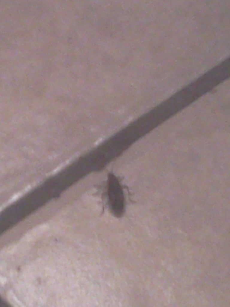 In the kitchen Death Bug in the Kitchen