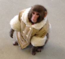 Monkey in a Jacket outside IKEA
