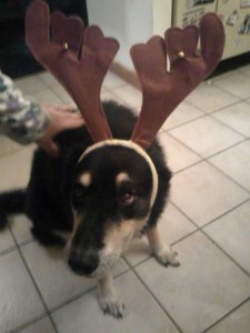 Reindeer dog