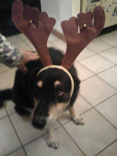 Reindeer dog