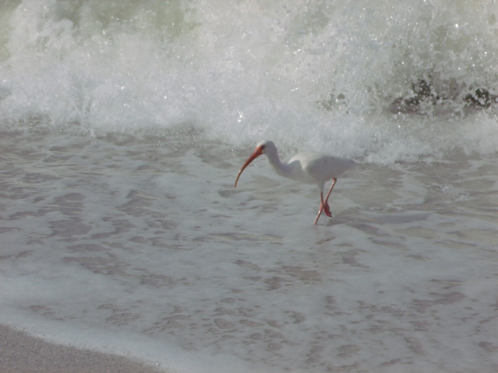 Marco Island Florida