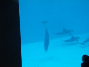 Dolphin pictures