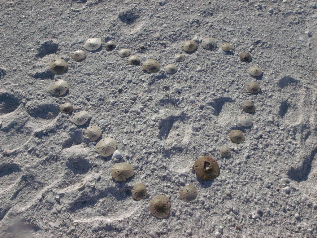 Sand dollar hunt