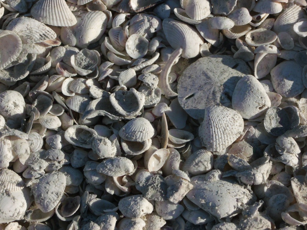 Sand dollar hunt