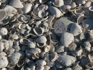 Sand dollars