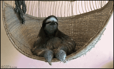 Sloth in a hammock gif
