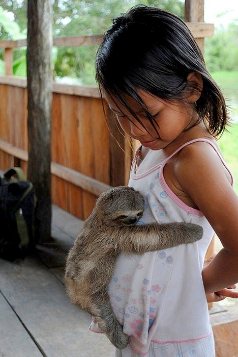 baby sloth