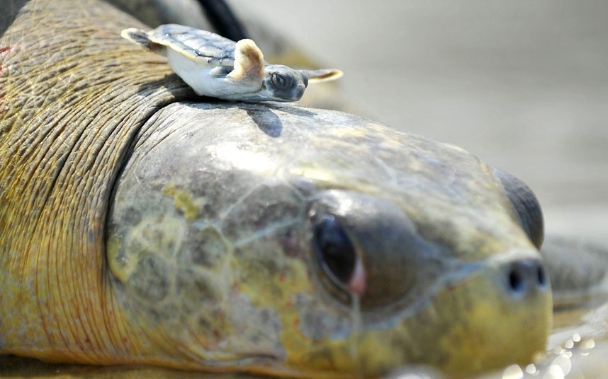 baby turtle on big turtle