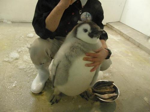 Baby Penguin