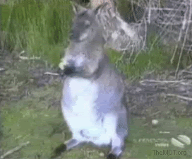 kangaroo animated gif