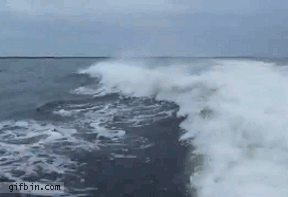 Dolphins colliding Dolphins colliding