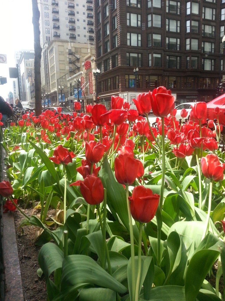Spring Tulips on State Street