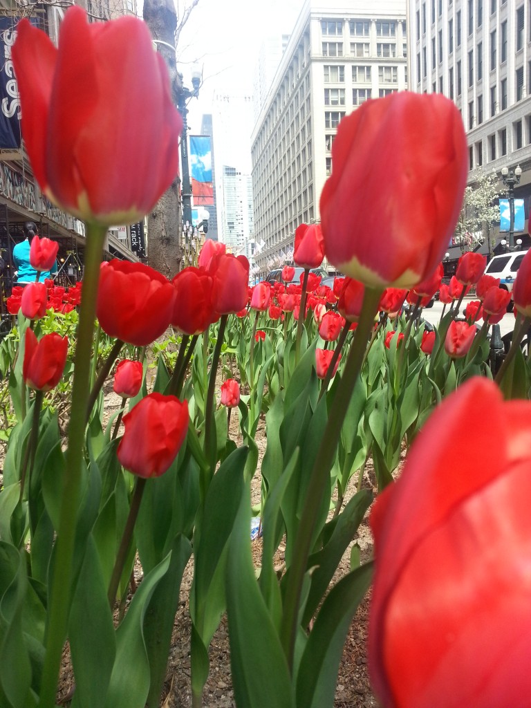 Spring Tulips on State Street