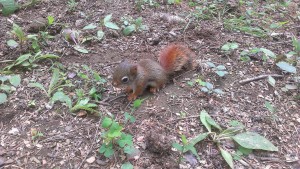 cute baby squirrel