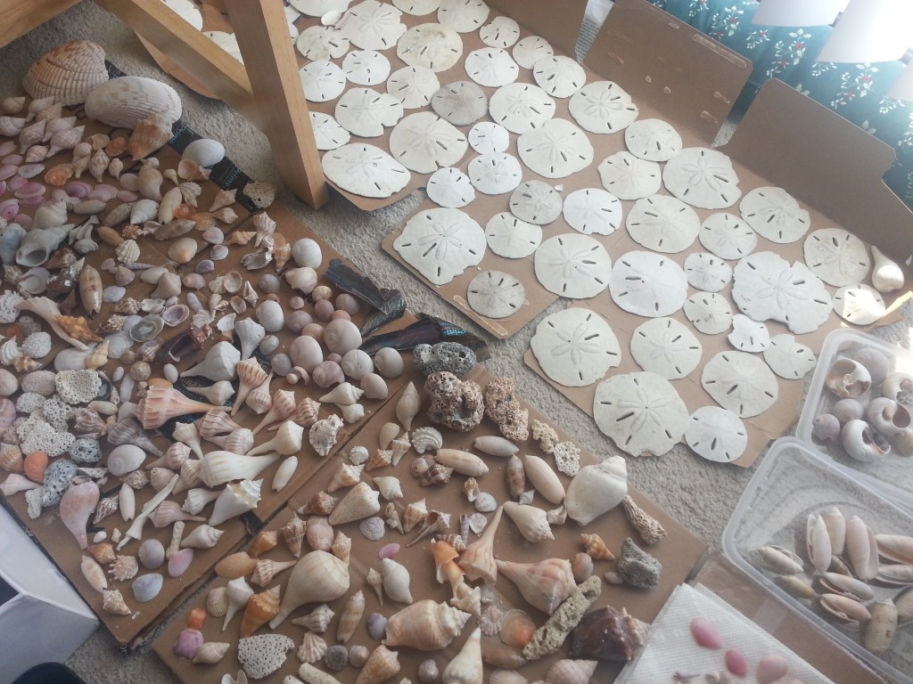 This is some of my seashell collection from this year. I'm leaving them out to dry in the sunlight from our balcony door.