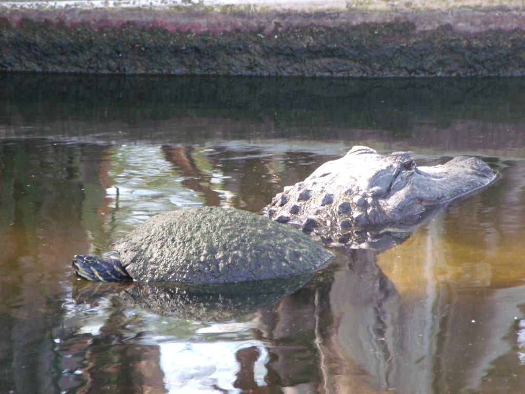 Turtle gator ride