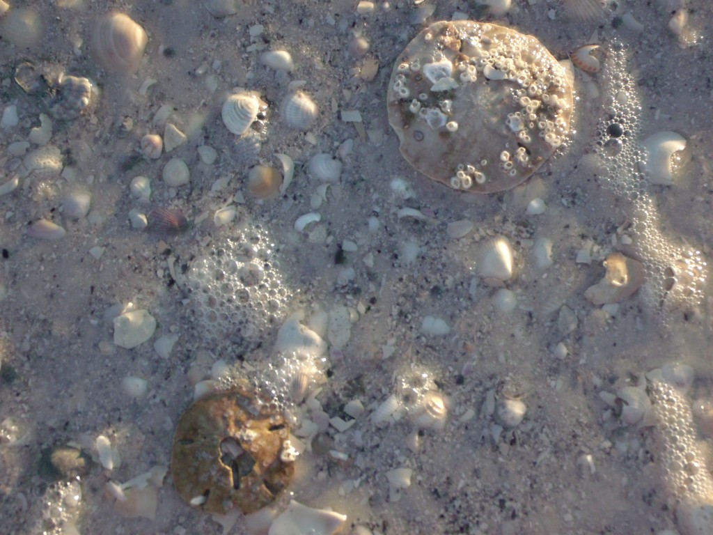 sand dollars in the water