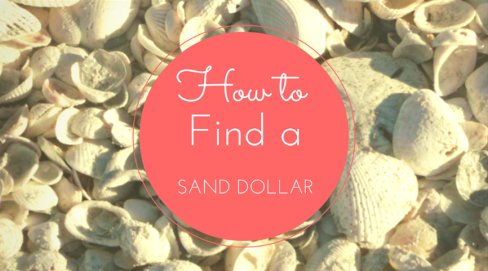 How to Find Sand Dollars at the Beach