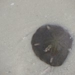 live sand dollar