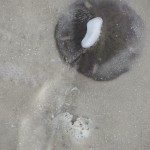 live sand dollar