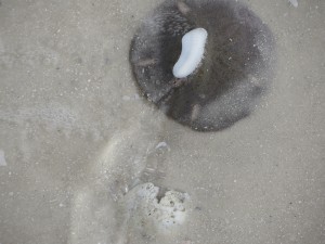 live sand dollar