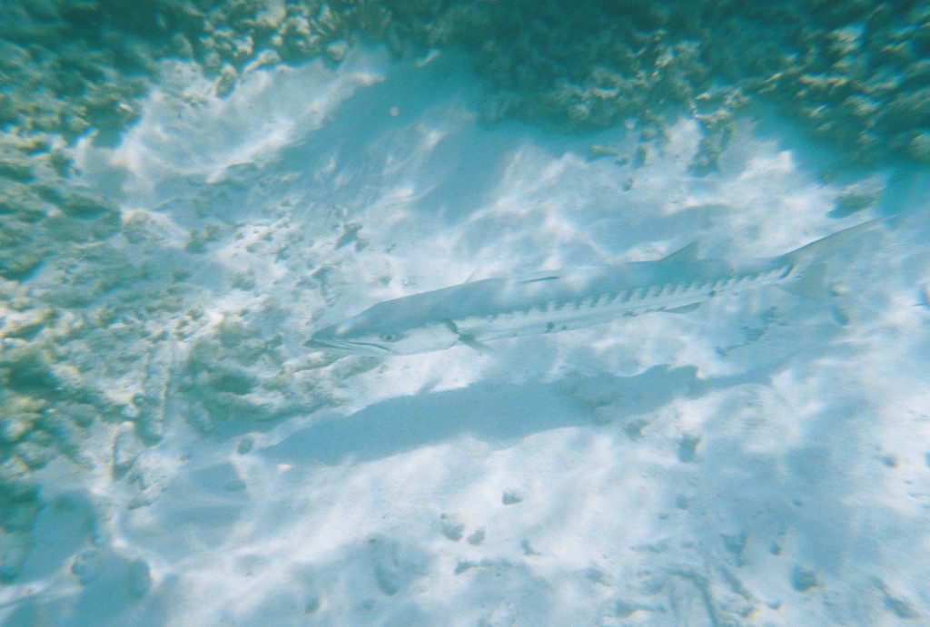 Up close and personal with a barracuda.