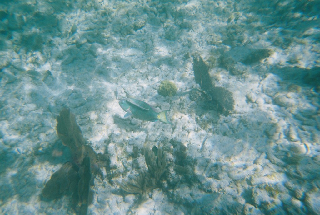 Rainbow Parrotfish