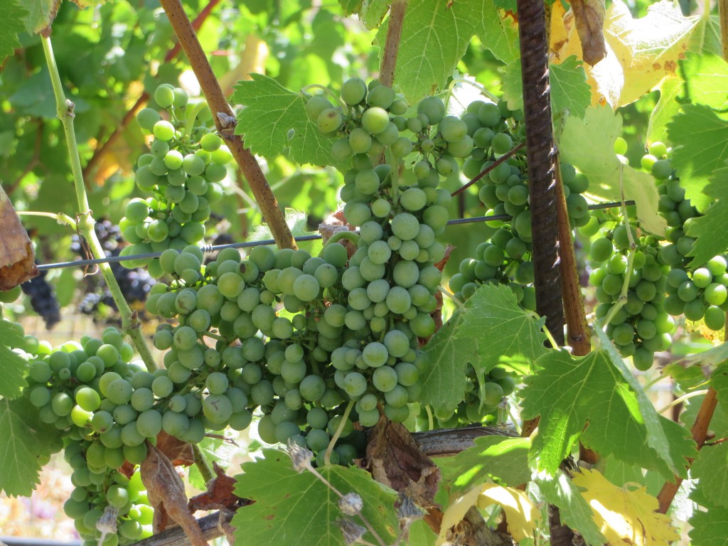 Petaluma grapes