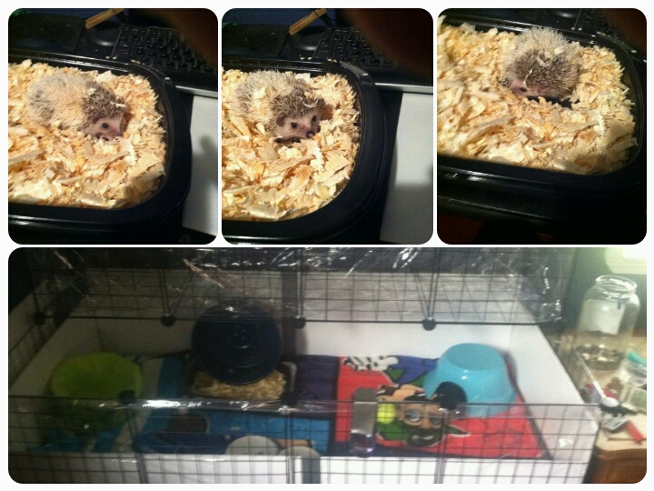 Biscuit the Hedgehog
