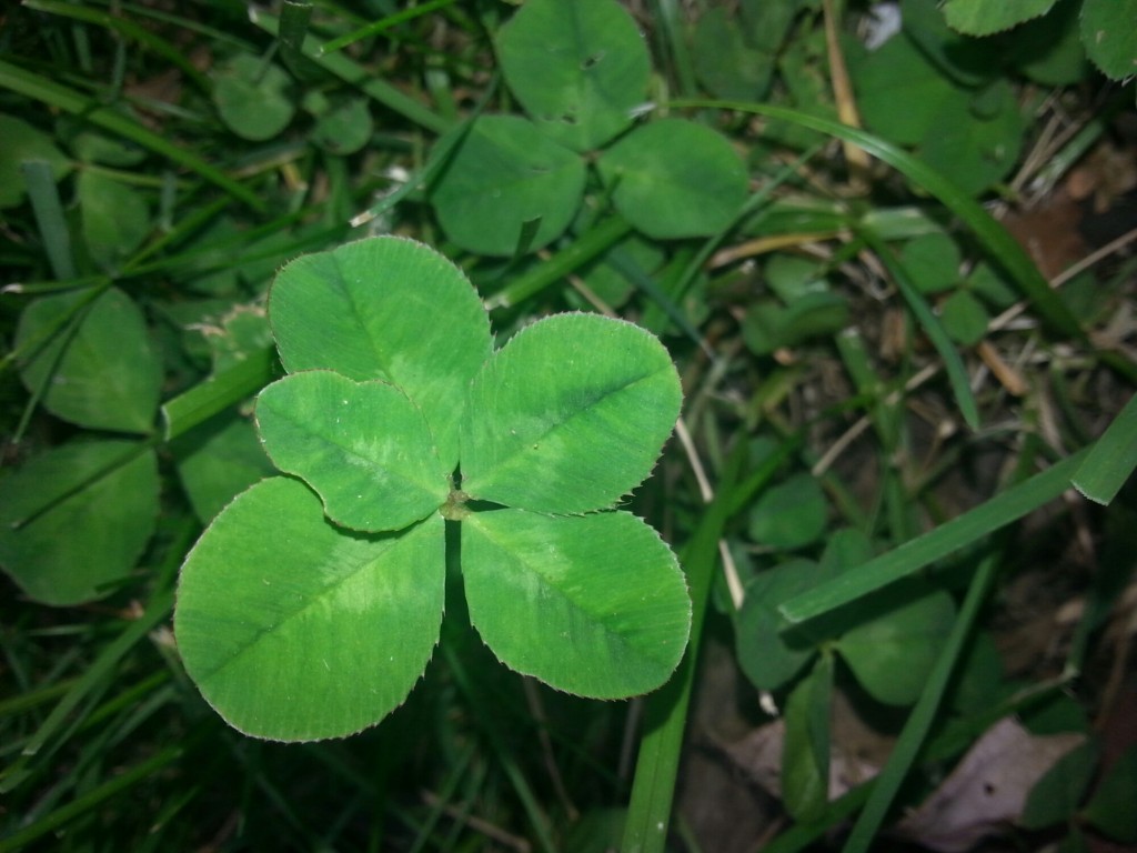 Five Leaf Clover