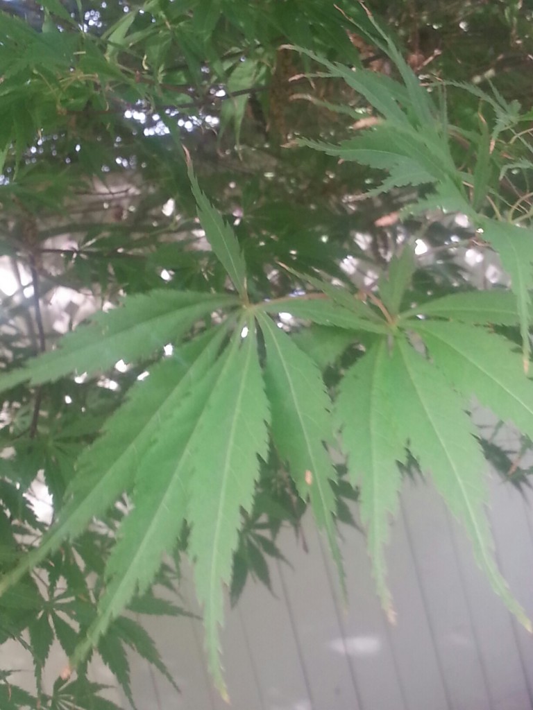 Pot tree?