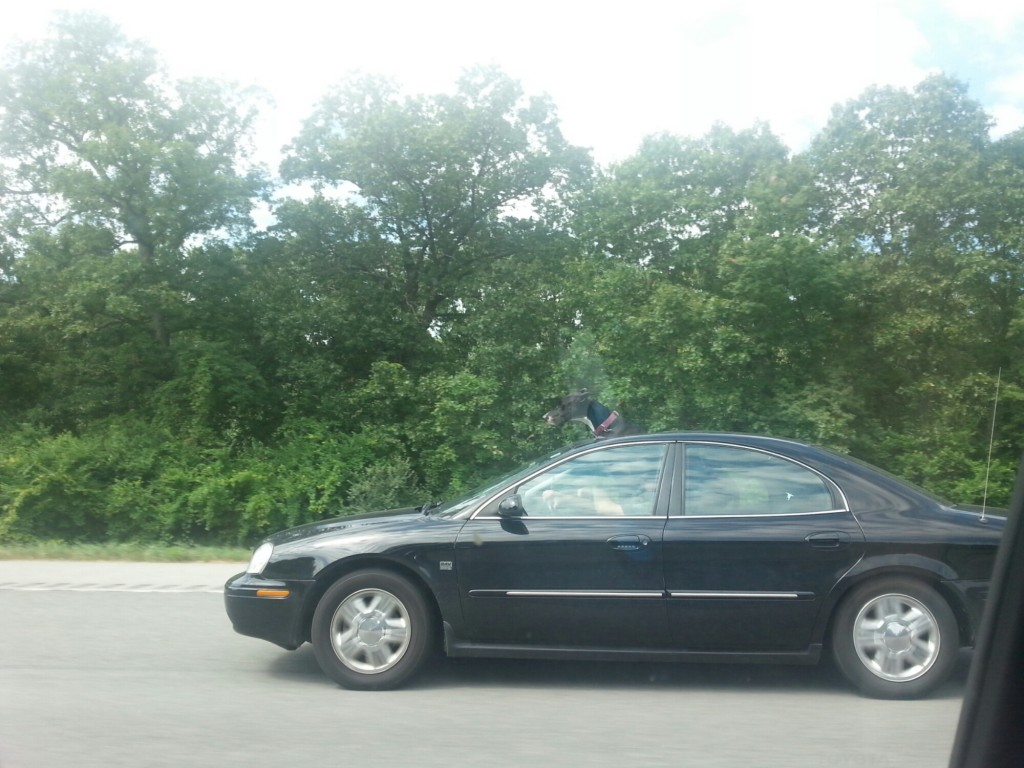 Dog in sunroof