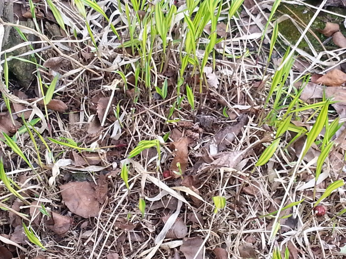 Illinois prairie grass is a bitch. And look how cute that shit starts out.