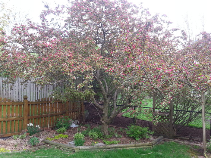 crabapple tree