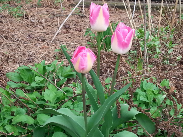 Tend to your tulips, but hide your two lips, mmk?