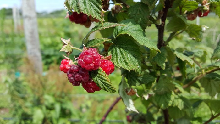 Raspberry picking in Michigan
