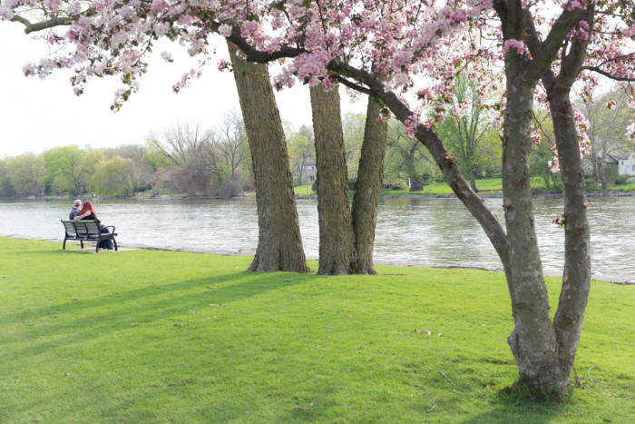 Engagement photo shoot at a park with cherry blossom trees