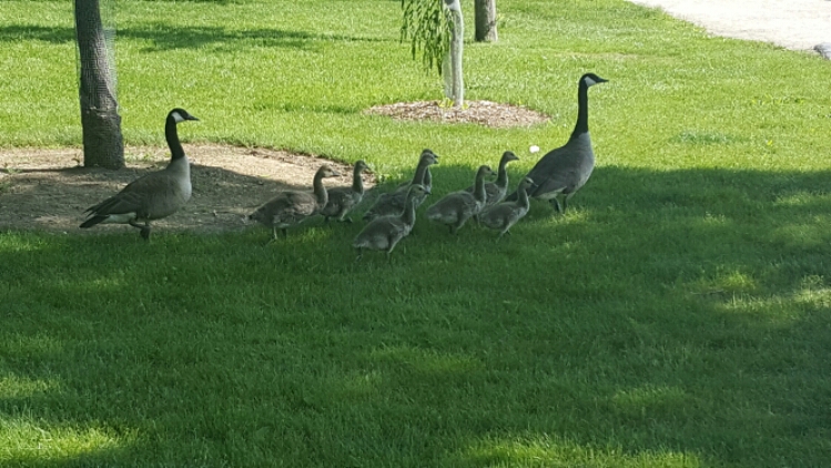baby geese at Herrick Lake image