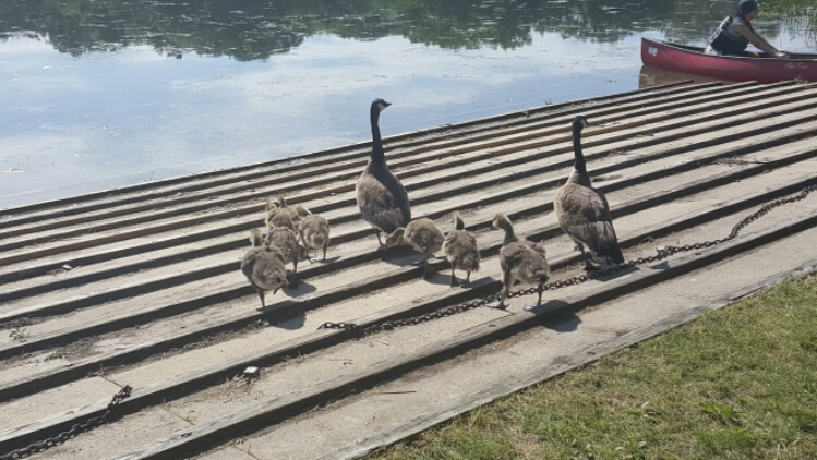 baby geese at Herrick Lake image